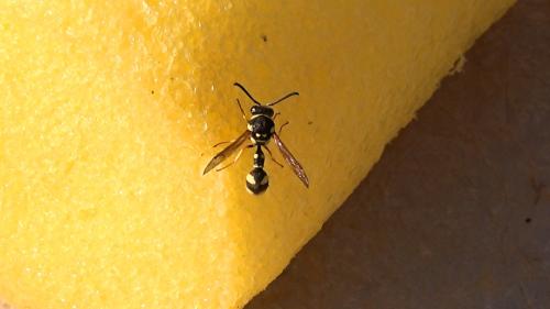 Eumenes sp.